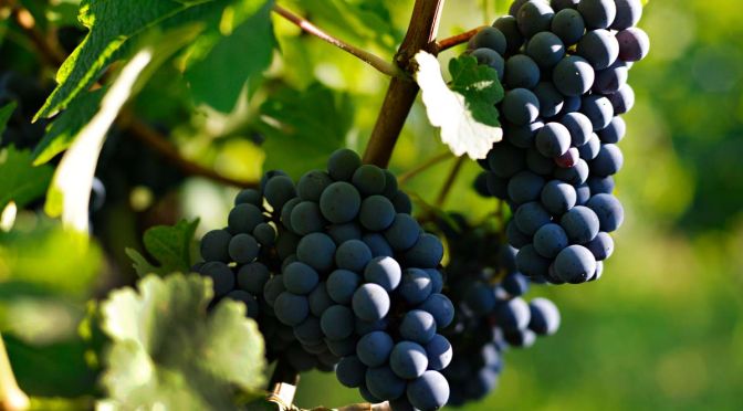 vinogorje 4
